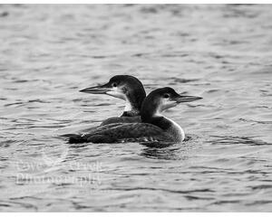 Black and white photography of a male and female common loons on Greers Ferry Lake by T. Spratt at Cove Creek Photography.